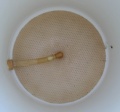 Thumbnail for version as of 02:44, 24 July 2006